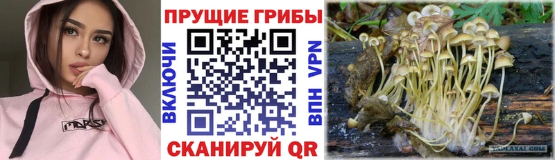 Галлюциногенные грибы Psilocybe  Купить где  Макушино 